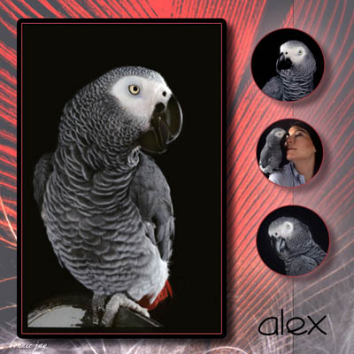 In Memorium: Alex The Famous African Gray