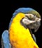 Blue and Gold Macaw