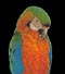 Catalina Macaw