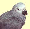 Baby African Grey