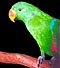 Male Eclectus