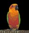 Sun Conure