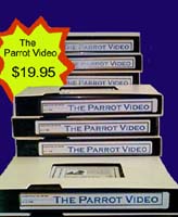 The Parrot Video